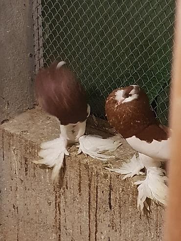 ramanov qoyun satisi: İtlər — 4