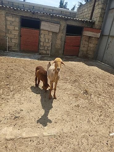 alabay bala: Anaba qoyun ballasi erkeydi cavan qoyundu anasi — 5