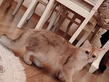 chinchilla: Britan — 6
