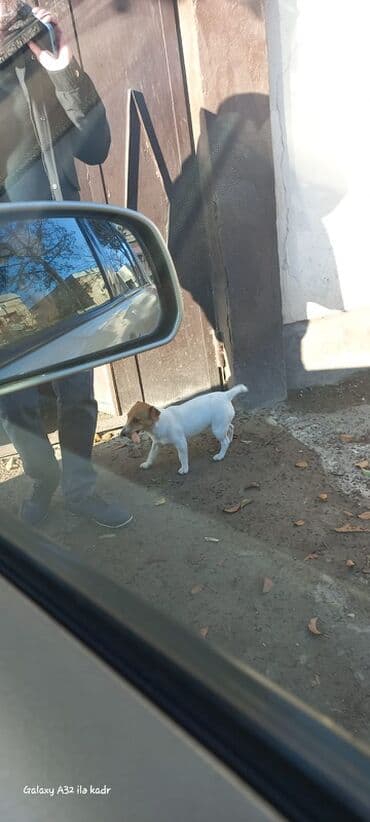golden retriver it: Cek rassel teryer, 6 ay, Dişi — 1