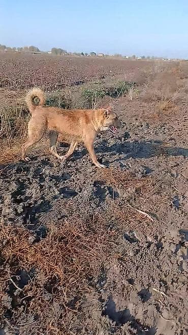 anadolu çoban iti: 8 ay — 2