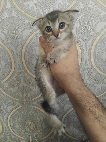 shotland pişik: Qızıl şinşilla, Erkək, Yaxşı əllərə, Ödənişli çatdırılma — 1