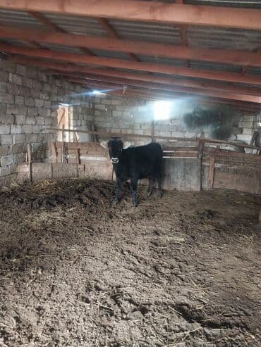 cins ineklerin satisi: Məhsul: 2 baş erkəy dana saxlamalı saglam danalardi — 3