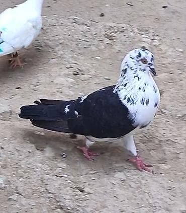 tutuquşu show jumbo: 3 gün qabaq tutulub qızğın erkeydi qiymet sondu qara çil saxlamiram — 7