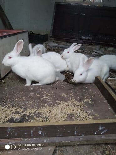 Daraq panellər: Ağ rəngli ev dovşanları – bir neçə fərqli fərd - Rəng: tam ağ — 2