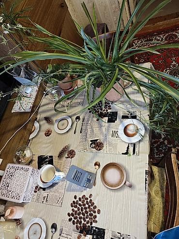 ciledagi bitkisi: Otaq bitkisi – Chlorophytum comosum (Hörümçək bitkisi) Havanı — 4