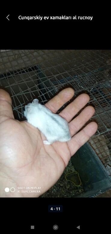 xamyak adlari: Xamyaklar cunqariklar ən mehriban aqresiyası olmayan insana uyuşan — 7