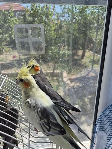 qus qefes: Hazır bala verən cüt (Cockatiel) tutuquşuları – bir cüt - Növ: Nimfa — 2