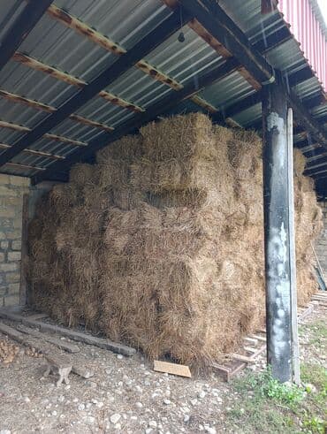 cüce yemi: Salam, brəs satıram. Məhsul: ot bres - Saxlanma: üstüörtülü tövlədə — 1