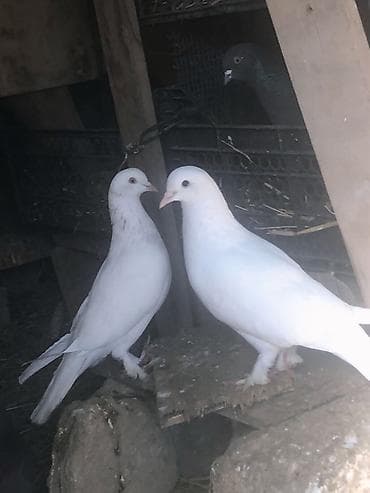 sağsağan quşu: Erkey maya satilir — 2