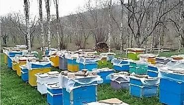 cins keciler: Karnika bozdağ bakfas cinsli arilardi. Yesikler yenidir. Arıçılığa — 1
