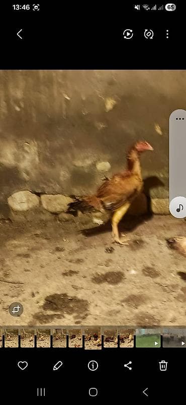 kend çolpası: Aseel tipli (uzunboyun, incə bədən quruluşlu) yerli döyüşçi cins xoruz — 4