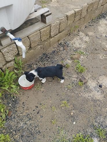 Zvonok, 1 ay, Dişi, Cütləşmə üçün, Ödənişli çatdırılma lalafo.az -da Zvonok, 1 ay, Dişi, Cütləşmə üçün, Ödənişli çatdırılma