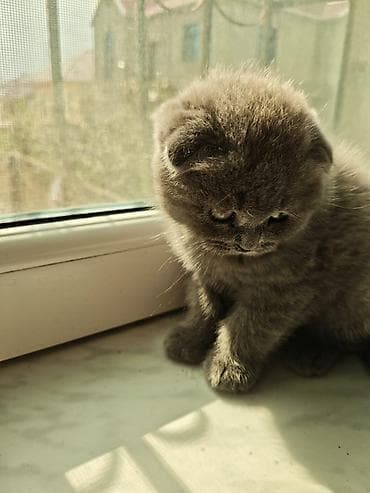 pişik cütleşdirmek: Britan — 3