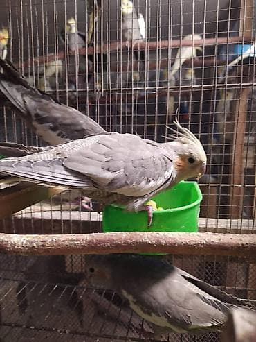 inek satilir: Diqqet quslarin altinin ve yerinin temizliyine fikir verin — 3