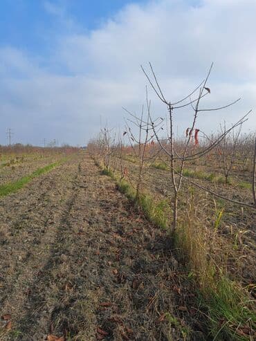 купить 1 комнатную квартиру в баку: Quba-Xaçmaz ərazisindədir Asvalt yola 5km yaxınlıqda 6 illik karmen — 8