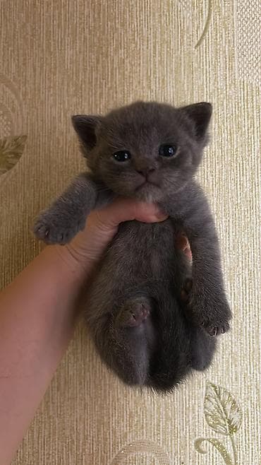 pişik lalafo: Britan — 1