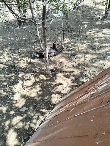 ordək bala: Dişi, | Lal ördək, Damazlıq — 5