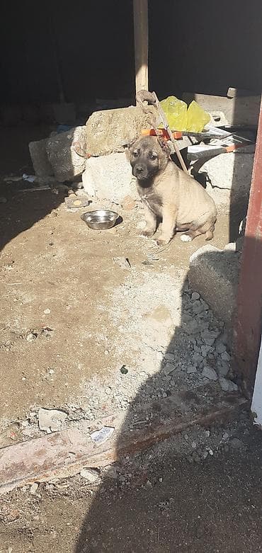 it adlari disi: Kanqal, 1 ay, Erkek — 10