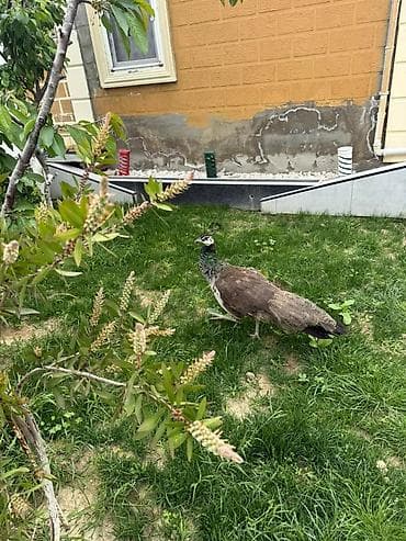 touz quşu: Tovuz qusu razilasma yolu ile maya disidi — 3
