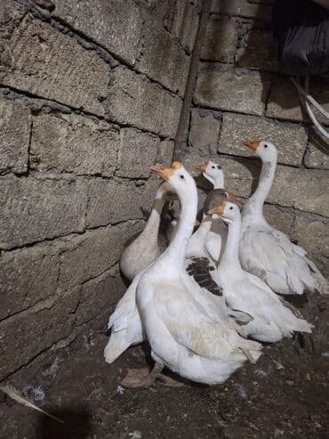 2 ayliq cuceler: Erkək, Ətlik, Ünvandan götürmə — 9