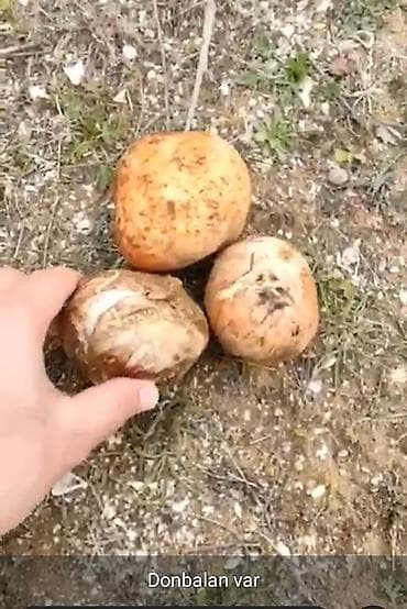 zeytun satilir: Salam Aleykum tam təbii yer domabalanı satılır sifariş vemək istəyən — 6