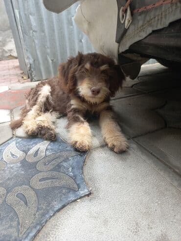 şirin it sekilleri: 2 ay, Erkek, Ünvandan götürmə — 3