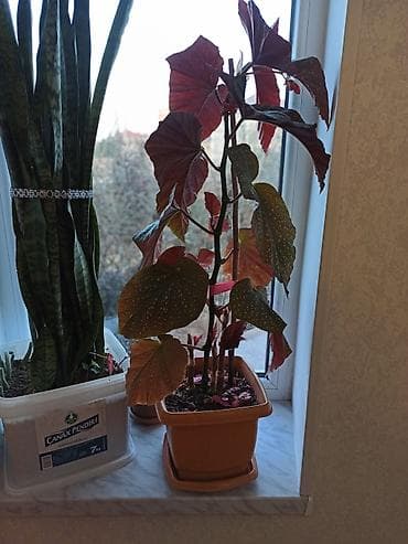 Müxtəlif formalı yarpaqları olan dibçək bitkisi. Bəzi bitkilər iri