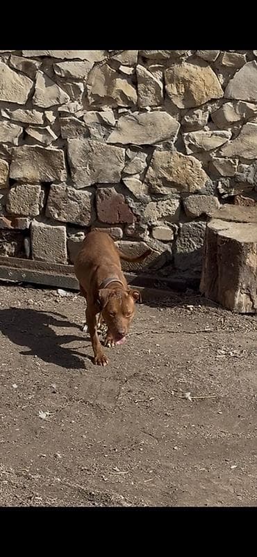 alman afcarkasi satilir: 1 ay, Dişi, Ödənişli çatdırılma — 2