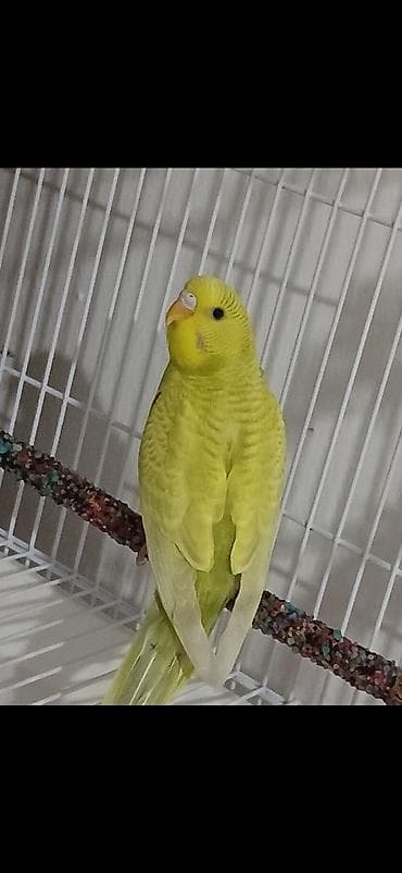 ucuz papuqaylar: Cut Papuqay tutu quwu satiram cutdu yumurtalamaga hazirlawirlar — 2