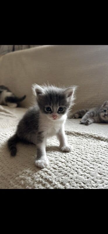 отдам собаку в хорошие руки: В добрые руки — 3