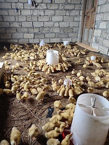 Salam, 14 gün Pekin ördəkiləridi Xaçmaz daxili çatdırılma var çox