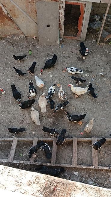 Kənd təsərrüfatı quşları: Muscovy ördəkləri – qarışıq rəng çeşidləri - Növlər: Muscovy (hind) — 1