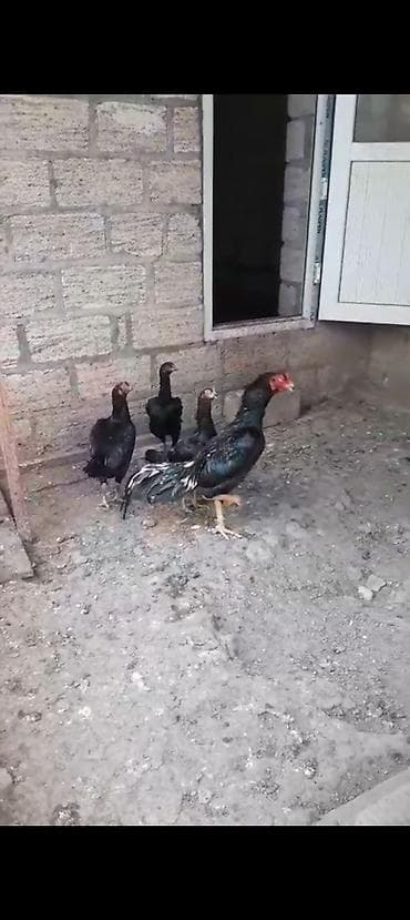 Salam aleykum satlır heyvan goranboydadı isdəyən heyvan gətirib