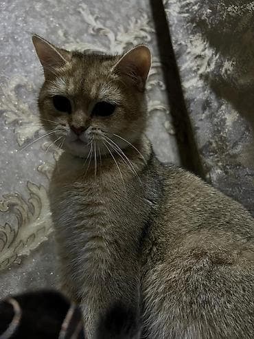 Britan, Erkək, Cütləşmə üçün lalafo.az -da Britan, Erkək, Cütləşmə üçün