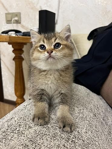 pişik 1 azn: Şotland — 4