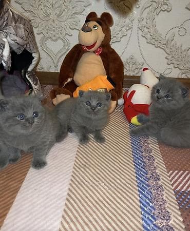 Britan, Erkək, Dişi, Yaxşı əllərə, Ünvandan götürmə