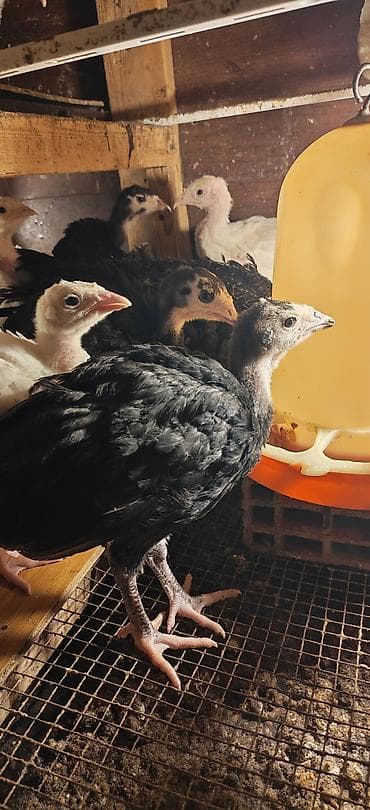 hinduşka satılır: Bir aylıq Amercan Bronz hinduşkasının balası satılır. 9 ədəd var — 3