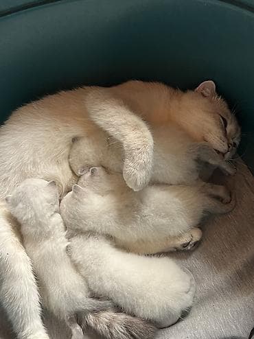 tuksuz pişik: Şotland, Erkək, Dişi, Ünvandan götürmə, Ödənişli çatdırılma — 2