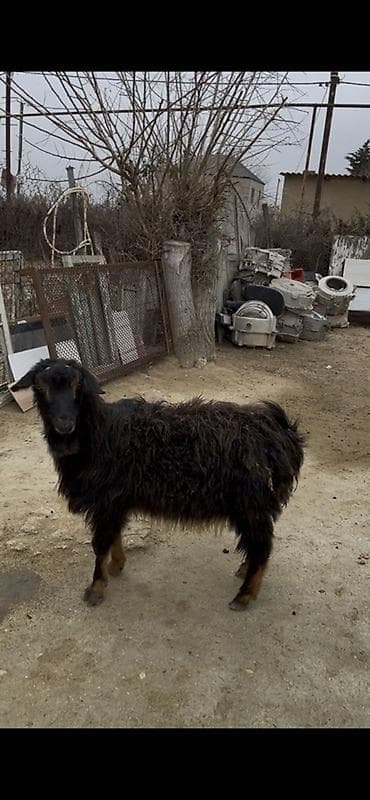 Boğaz keçidir xırda yelin vurub yaşlı keçidir dişlerin atıb ama arpa lalafo.az -da Boğaz keçidir xırda yelin vurub yaşlı keçidir dişlerin atıb ama arpa