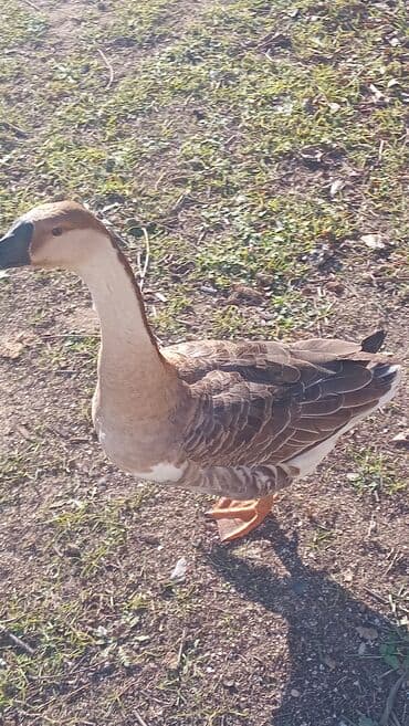 Xoruzlar: 1eded erkek qaz 30m.ordek diwi 15m 2sin getren olsa 40m nardaran — 2