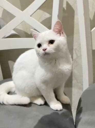 Şotland, Dişi, Ödənişli çatdırılma, Ünvandan götürmə