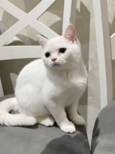 scottish pişik: Şotland, Dişi, Ödənişli çatdırılma, Ünvandan götürmə — 1