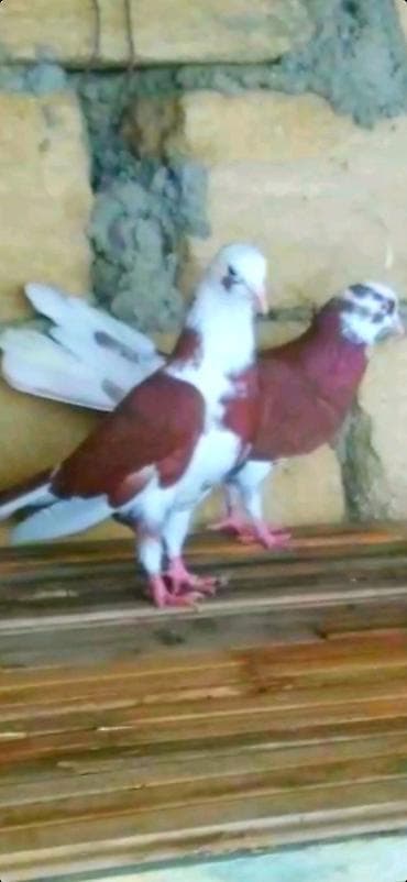 ababil quşu: Goyercin Baki cinsi Enli Quyruqlar temiz cinslerden.Cutduler hazir — 1