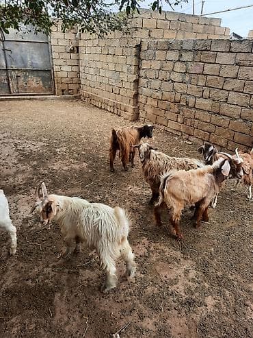 keçi: Cins: yerli uzun tüklü keçilər Məhsul: çoxsaylı keçi sürüsü — 9