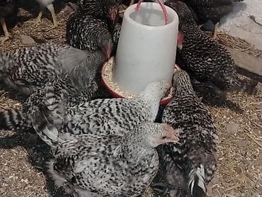 bakida it satislari: Xarkov sortu, vaksinləri vurulub, 4 aylıqdır, cəmi 70 dənə qalıb ciddi — 2