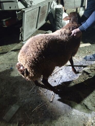 сколько стоит конь: Iki baş erkək quzu 1 yaşları yanvarın axırı olacaq birinin diri çəkisi — 2