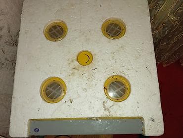 inkubator cuceleri: 300 yumurta, Çin, Tam avtomat — 2