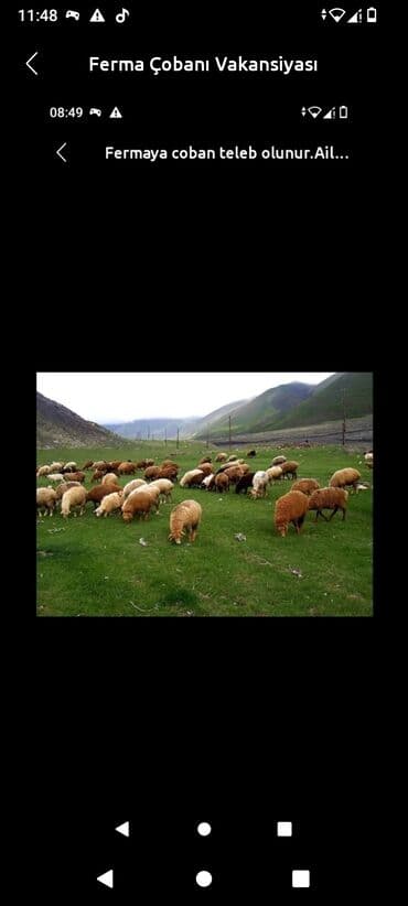 3 4 saatliq isler: Ferma isi axtariram iney qoyun toyuq fer q etmez heyet qalib baxmaq — 1