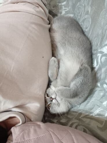 вислоухий кот цена: Şotland yastı qulaq, Erkək — 2